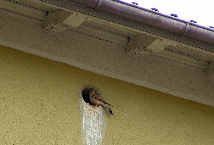 Turmfalke - der letzte Bewohner des Bahnhofsgebudes 2013